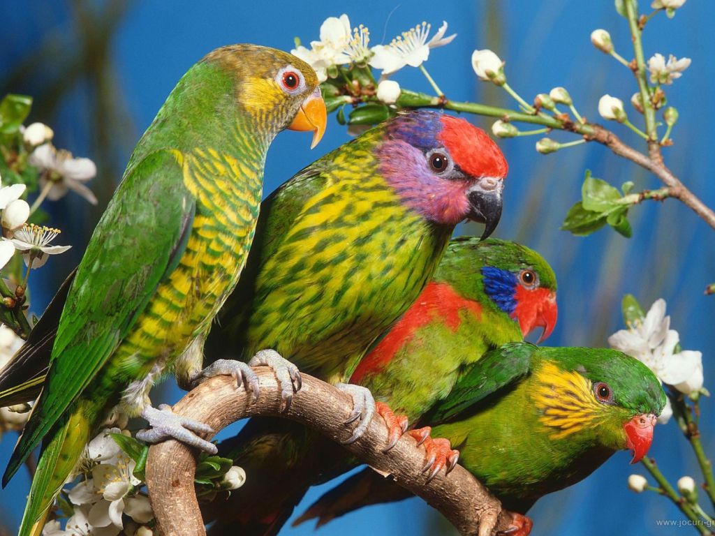 Colourful Birds wallpaper