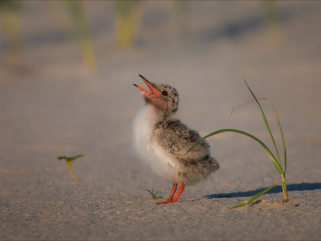 Common Tern Chick Begs for Food wallpaper