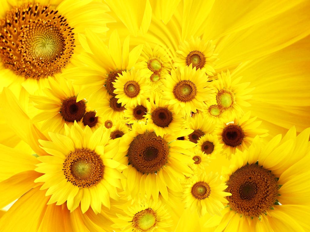 Cool Sunflowers wallpaper