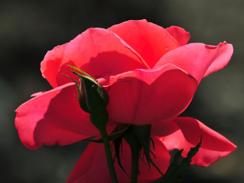 Cool S Rose Flower HD wallpaper