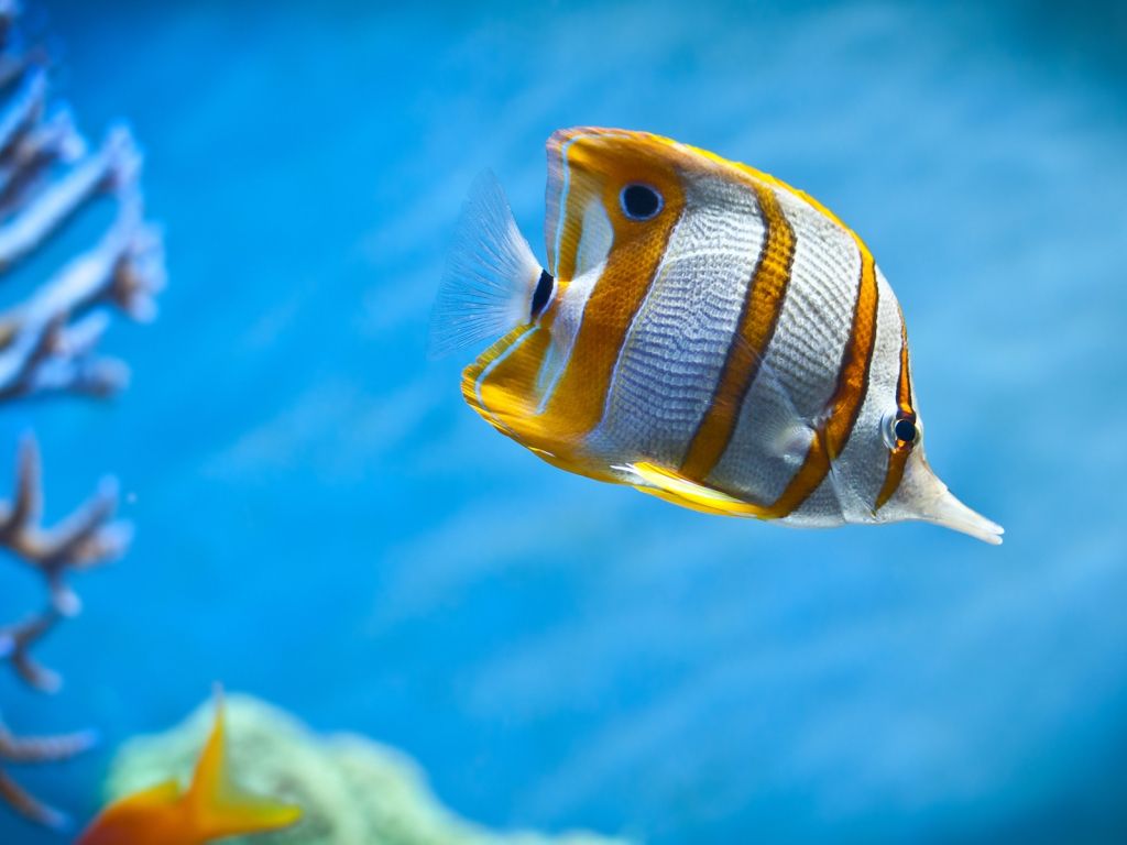 Copperband Butterfly Fish wallpaper