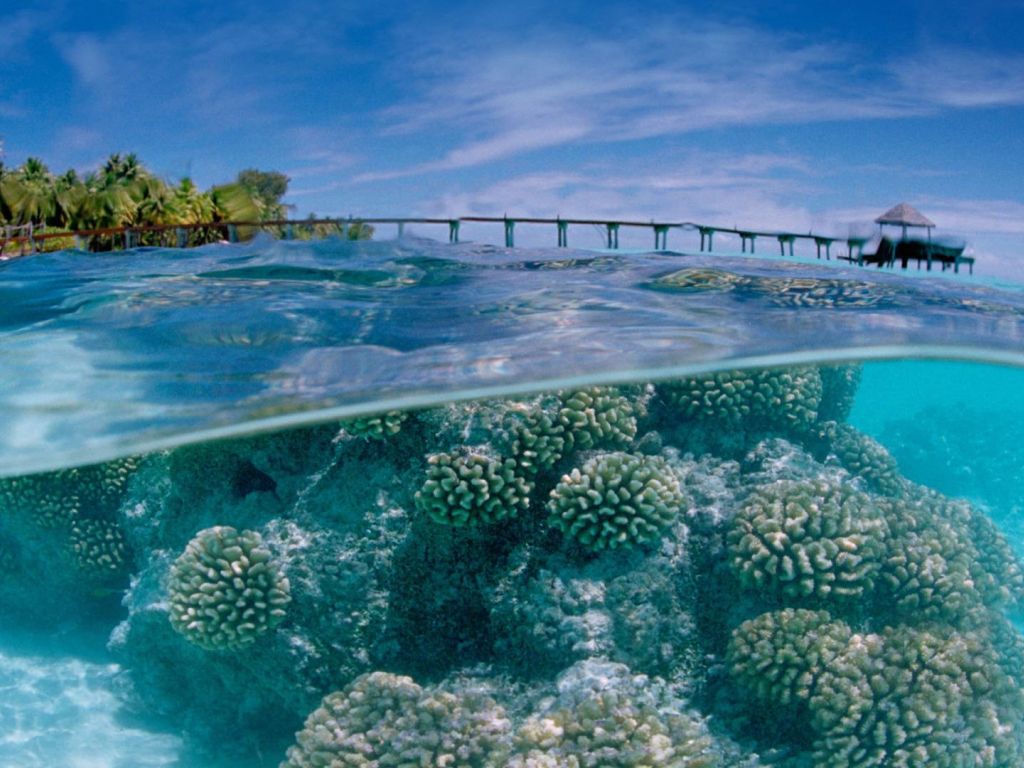 Corals in The Shallow Sea wallpaper