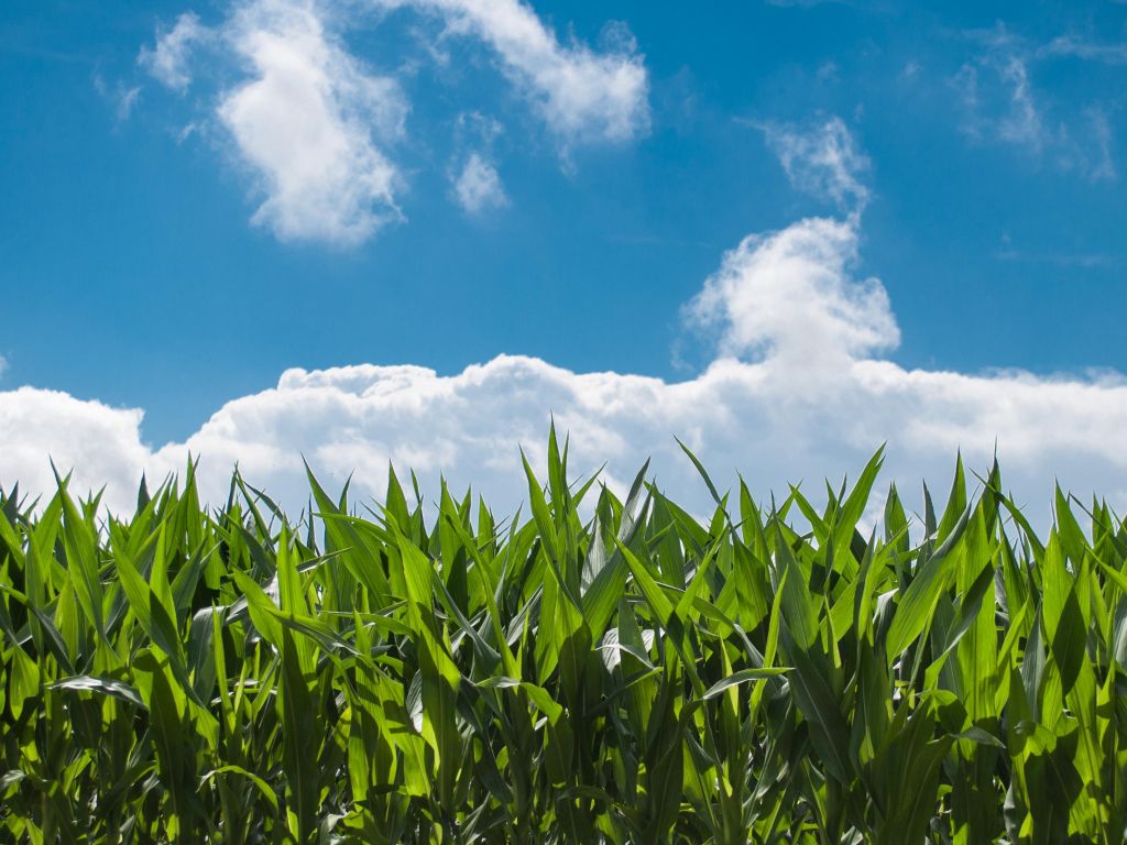 Corn Field wallpaper