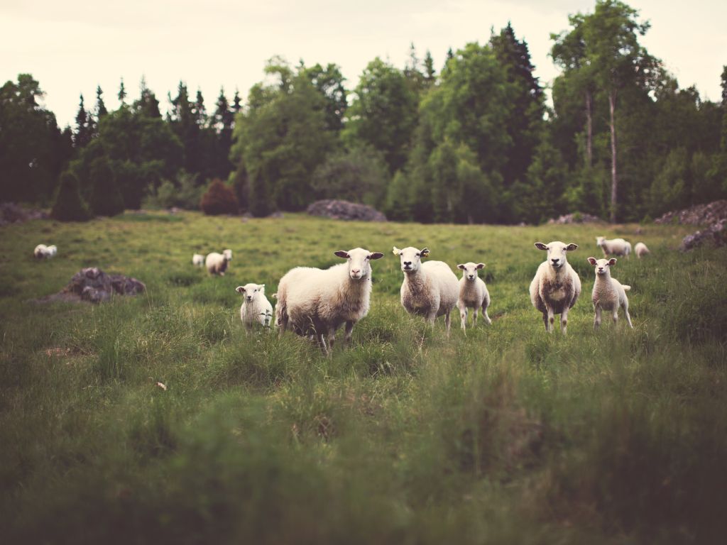 Country Grass Green Lambs Sheep Trees wallpaper