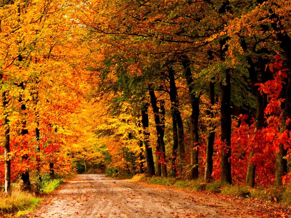 Country Road Autumn wallpaper