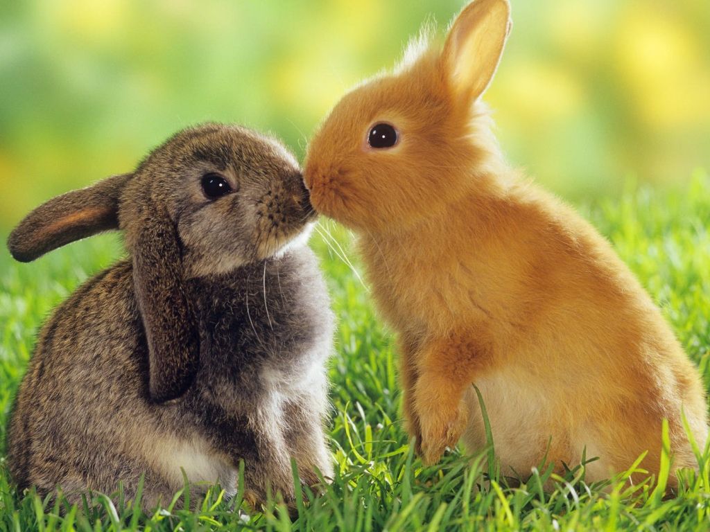 Couple Kissing Bunnies wallpaper