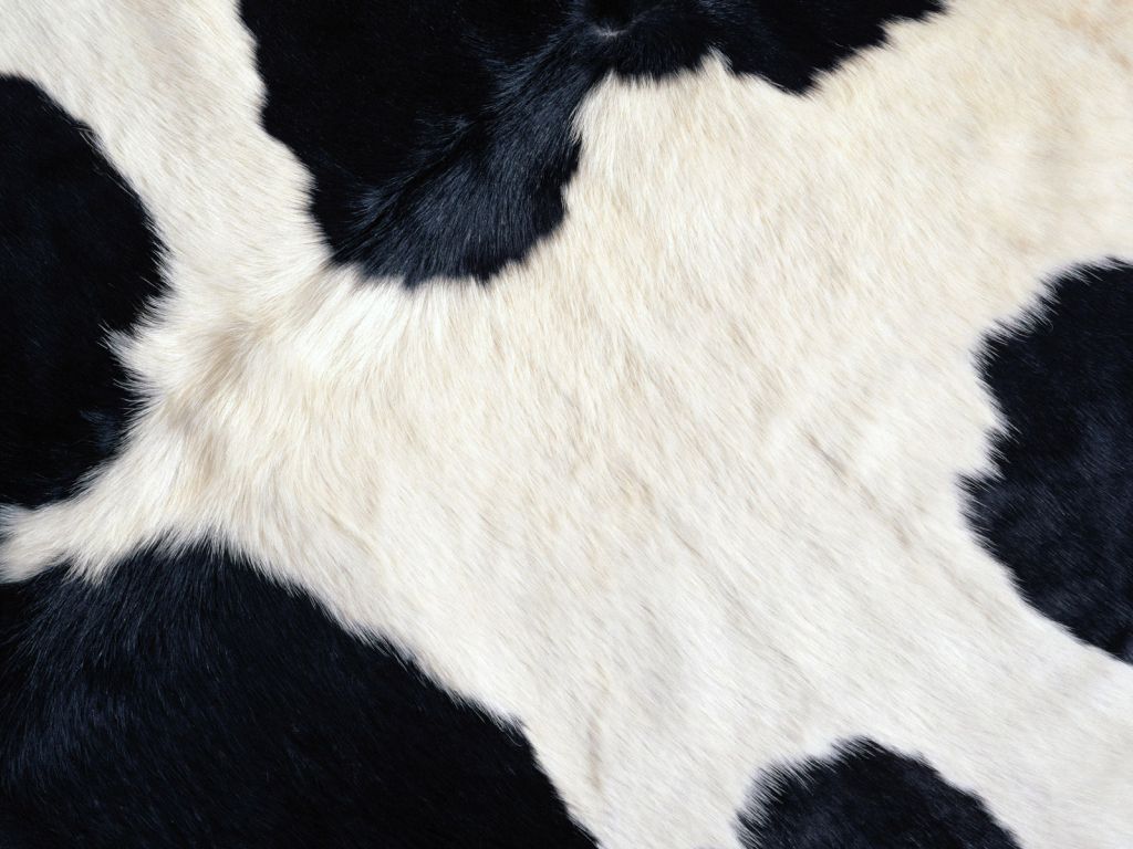 Cow Texture wallpaper
