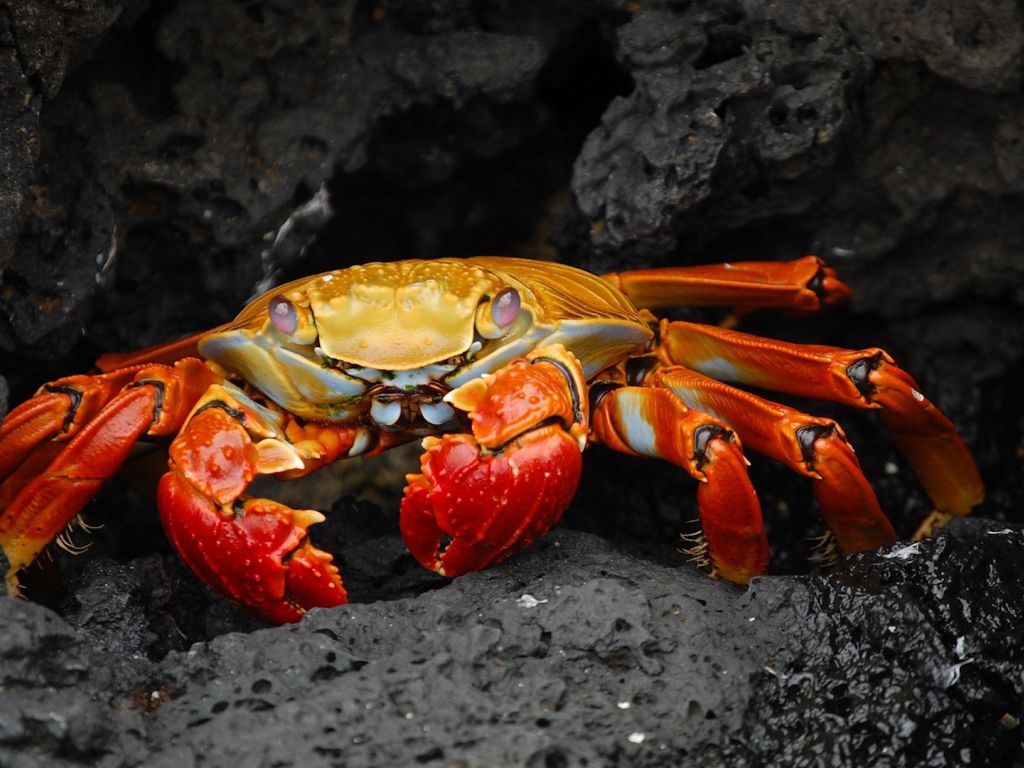Crab Hd wallpaper