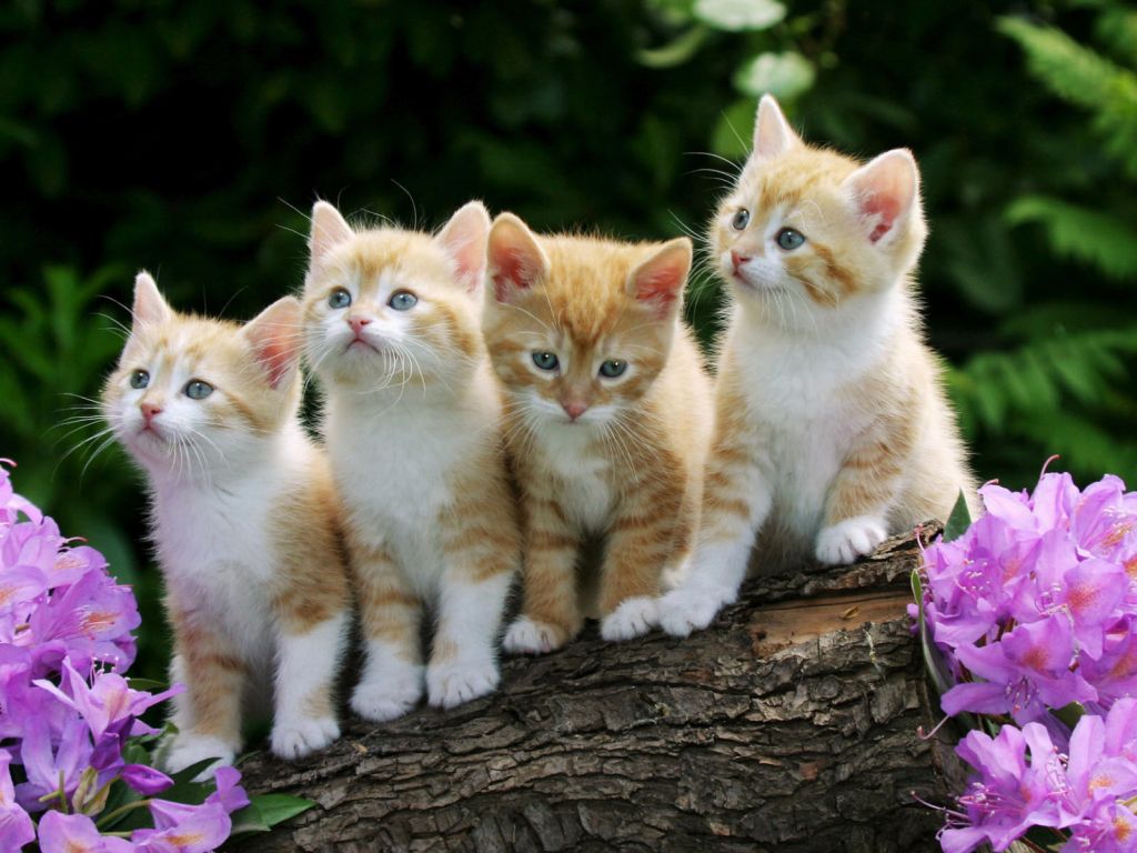 Curious Kittens wallpaper