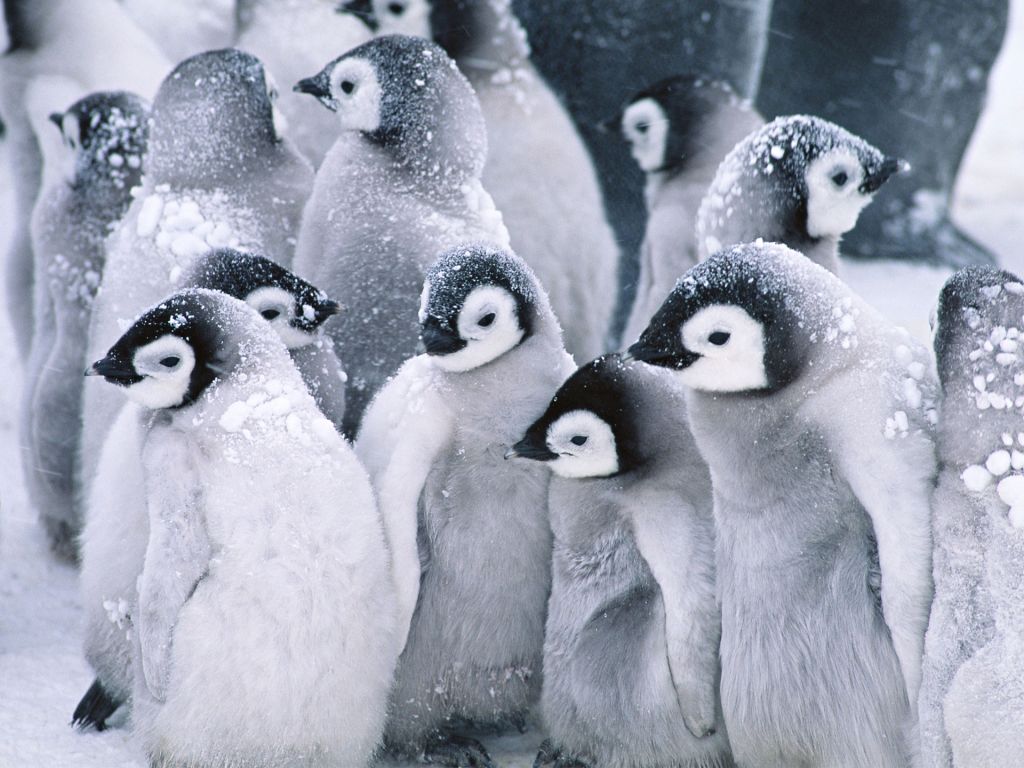 Cute Arctic Penguins wallpaper