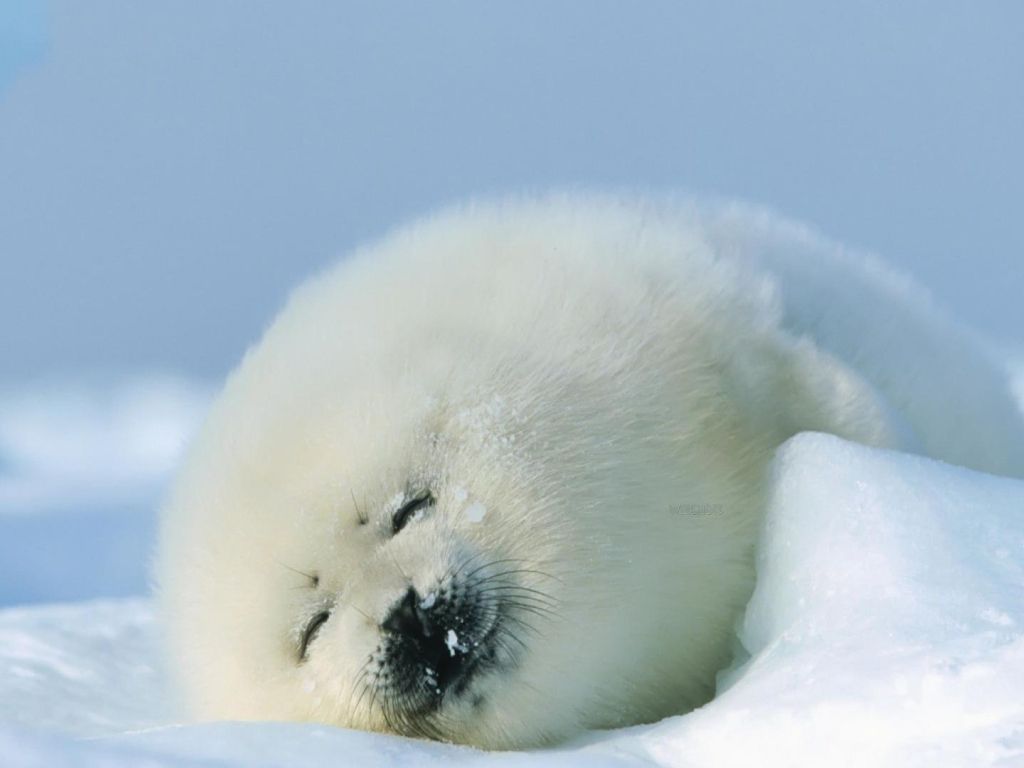 Cute Baby Seal wallpaper