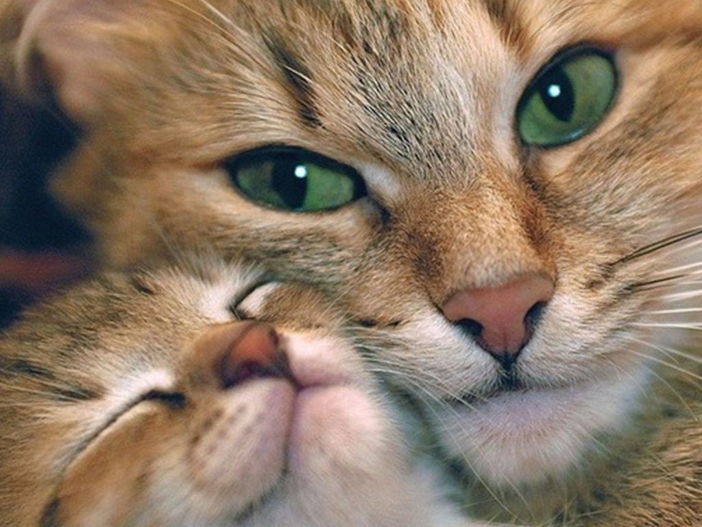 Cute Cat and Kitten wallpaper
