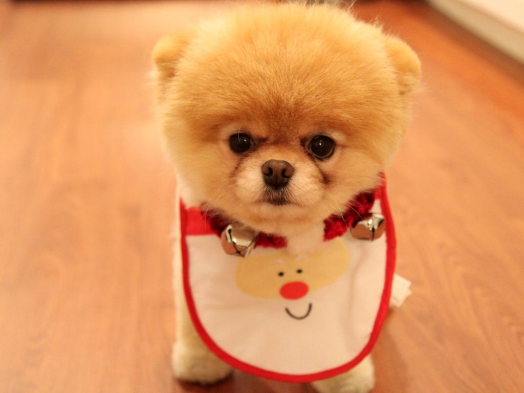 Cute Dog Christmas wallpaper
