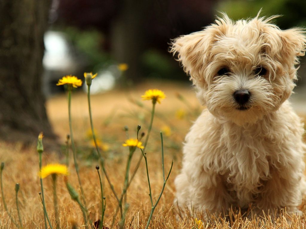 Cute Dog in Grass wallpaper