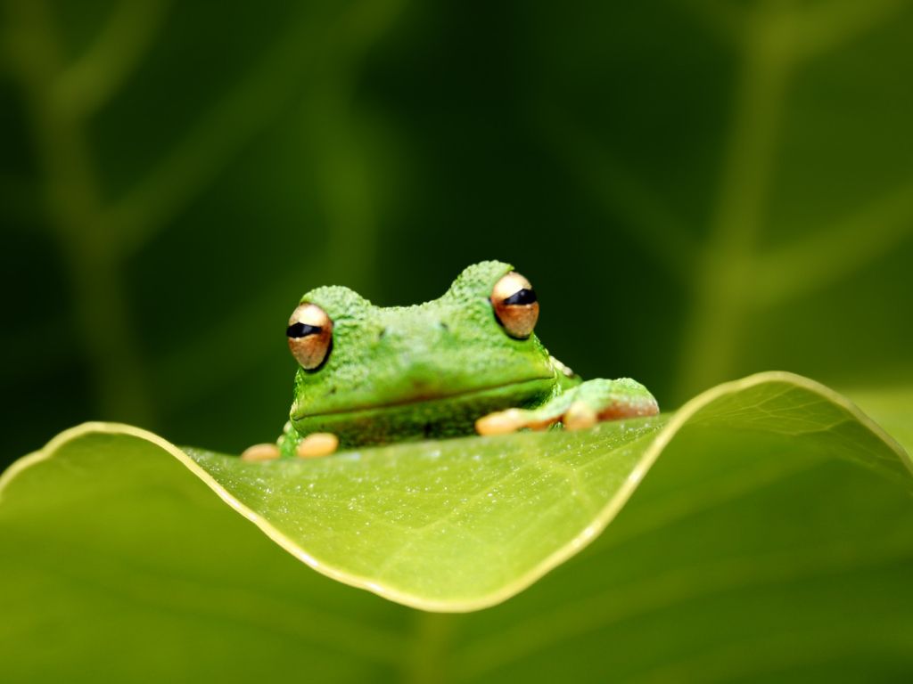 Cute Frog wallpaper