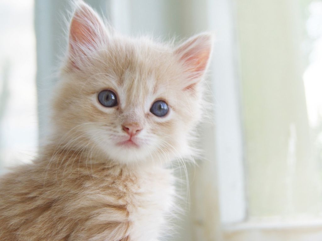 Cute Kitten 5030 wallpaper
