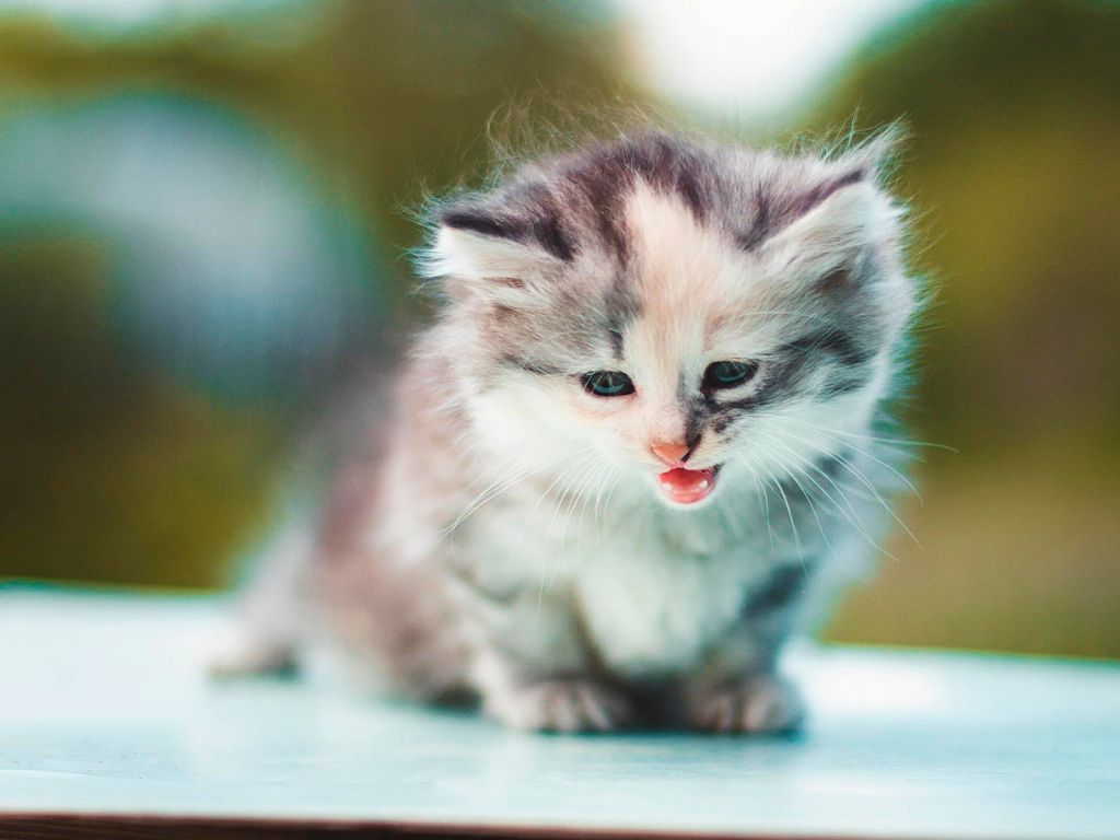 Cute Kitten HD wallpaper