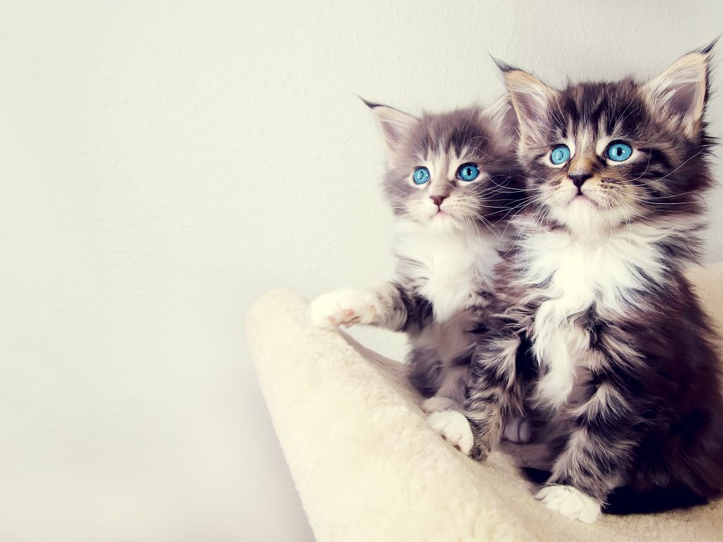Cute Kittens 23822 wallpaper