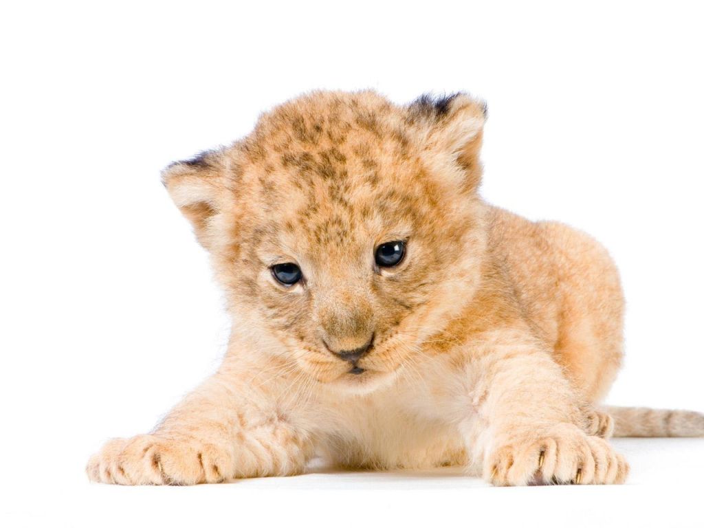 Cute Lion Cub Animal HD wallpaper