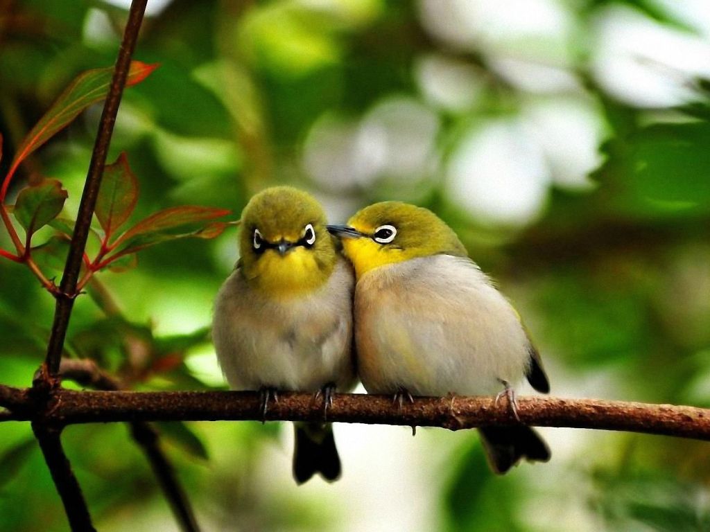 Cute Little Birds wallpaper