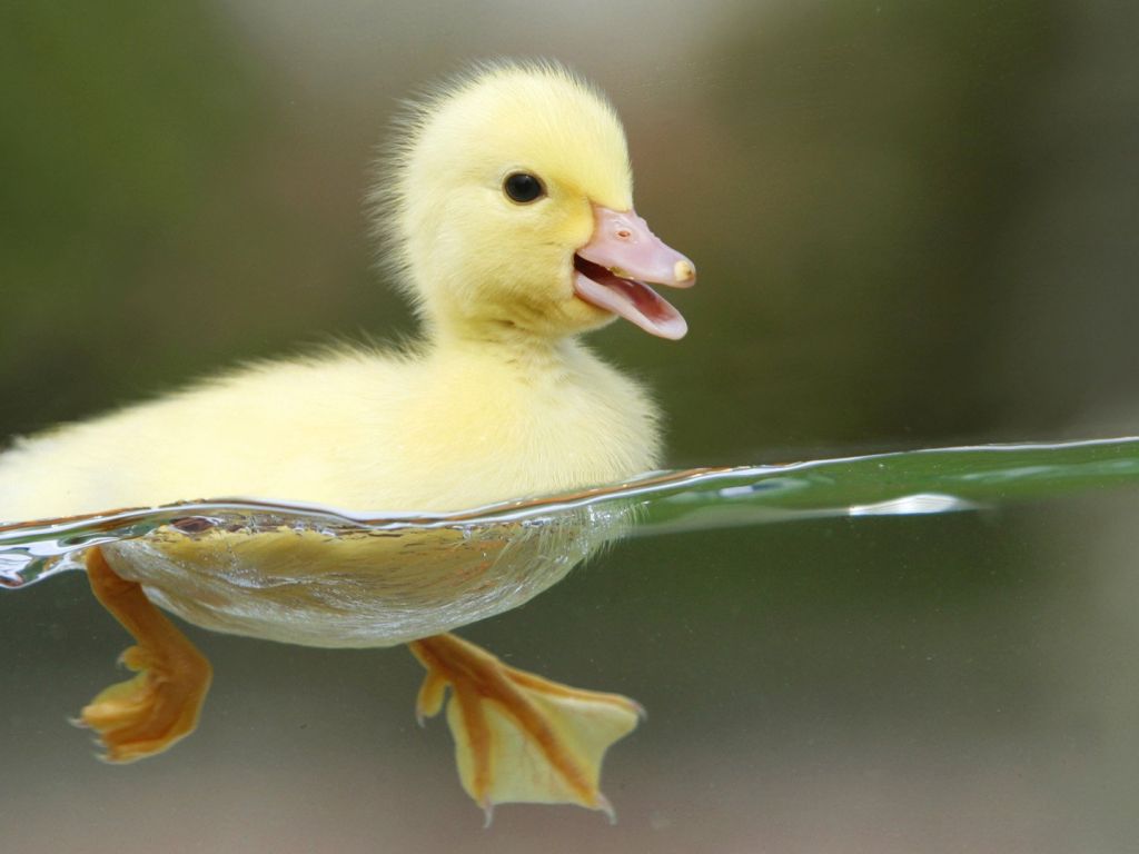 Cute Little Duckling in Fresh Water wallpaper