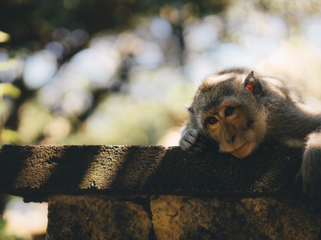 Cute Monkey on Fence Close-up wallpaper