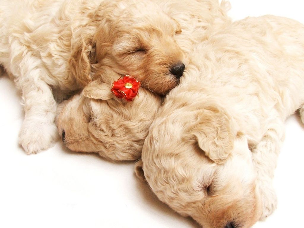 Cute Puppies 11395 wallpaper