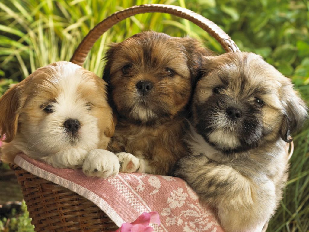 Cute Puppies 2 wallpaper