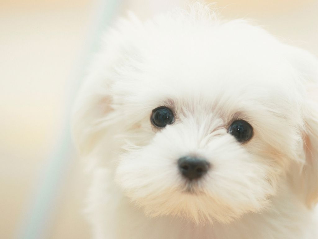 Cute Puppy Face wallpaper