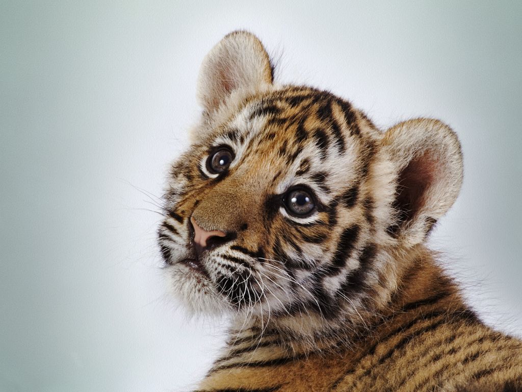 Cute Tiger Cub wallpaper