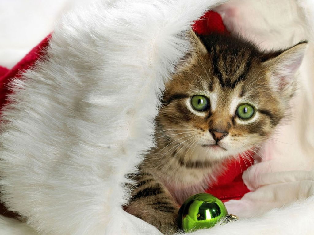 Cute White Kittens With Green Eyes wallpaper