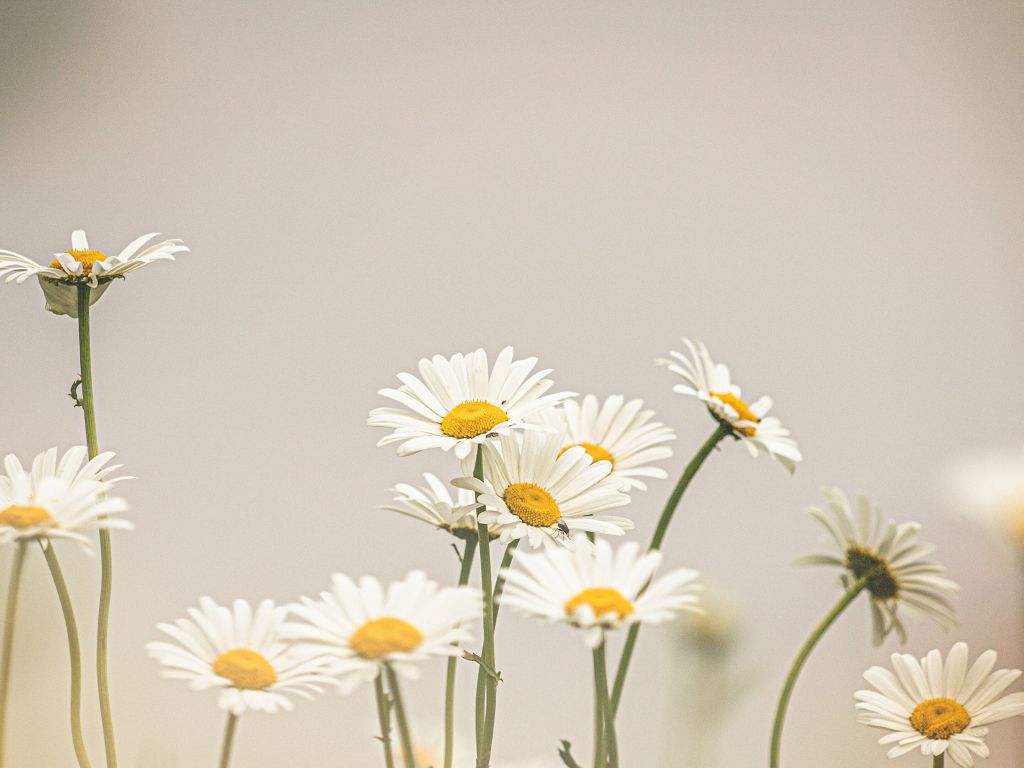 Daisy Aesthetic Wallpapers  Wallpaper Cave