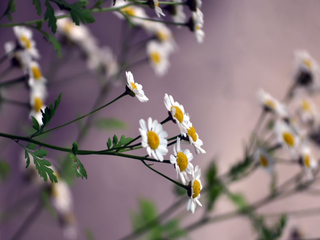 Daisy Flowers wallpaper