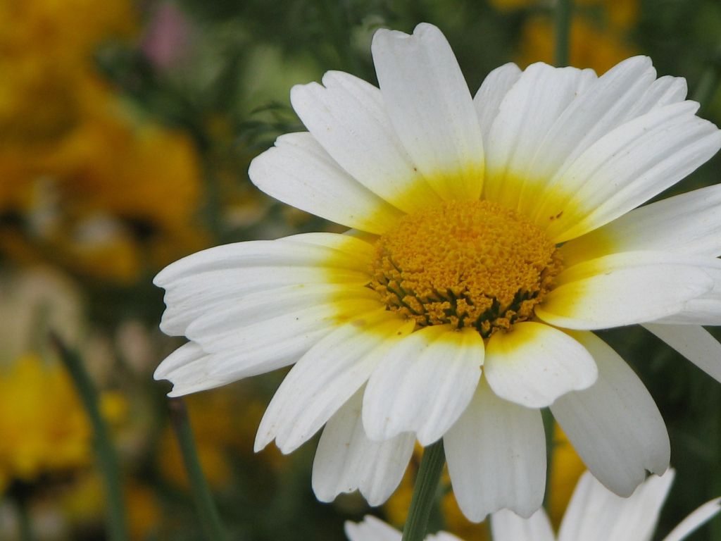 Daisy, White, Yellow, Photography, Nature, Albums wallpaper