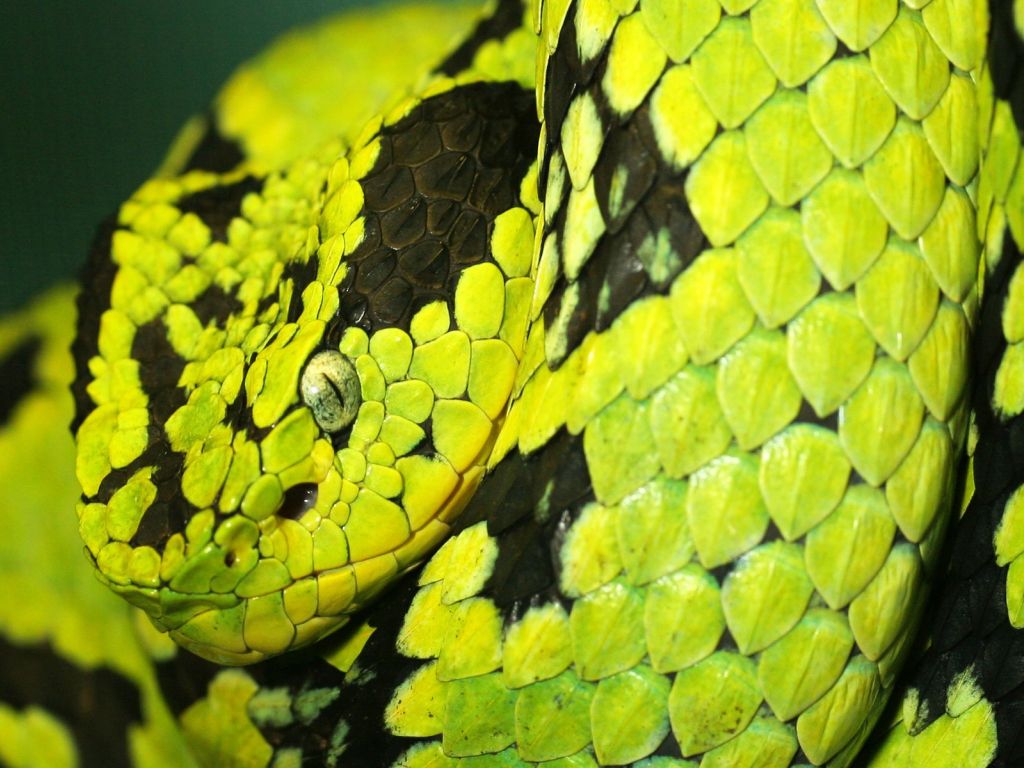 Snake full hd hdtv fhd 1080p wallpapers hd desktop backgrounds  1920x1080 images and pictures