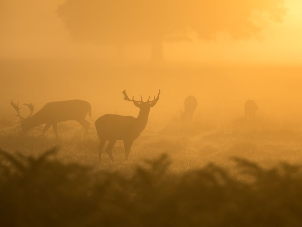 Deer Fog wallpaper