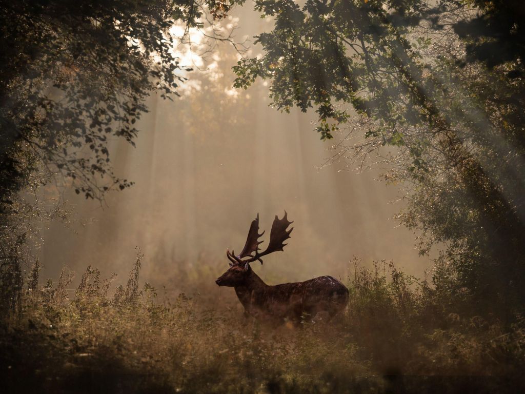 Deer Mammal Forest Sunbeams wallpaper