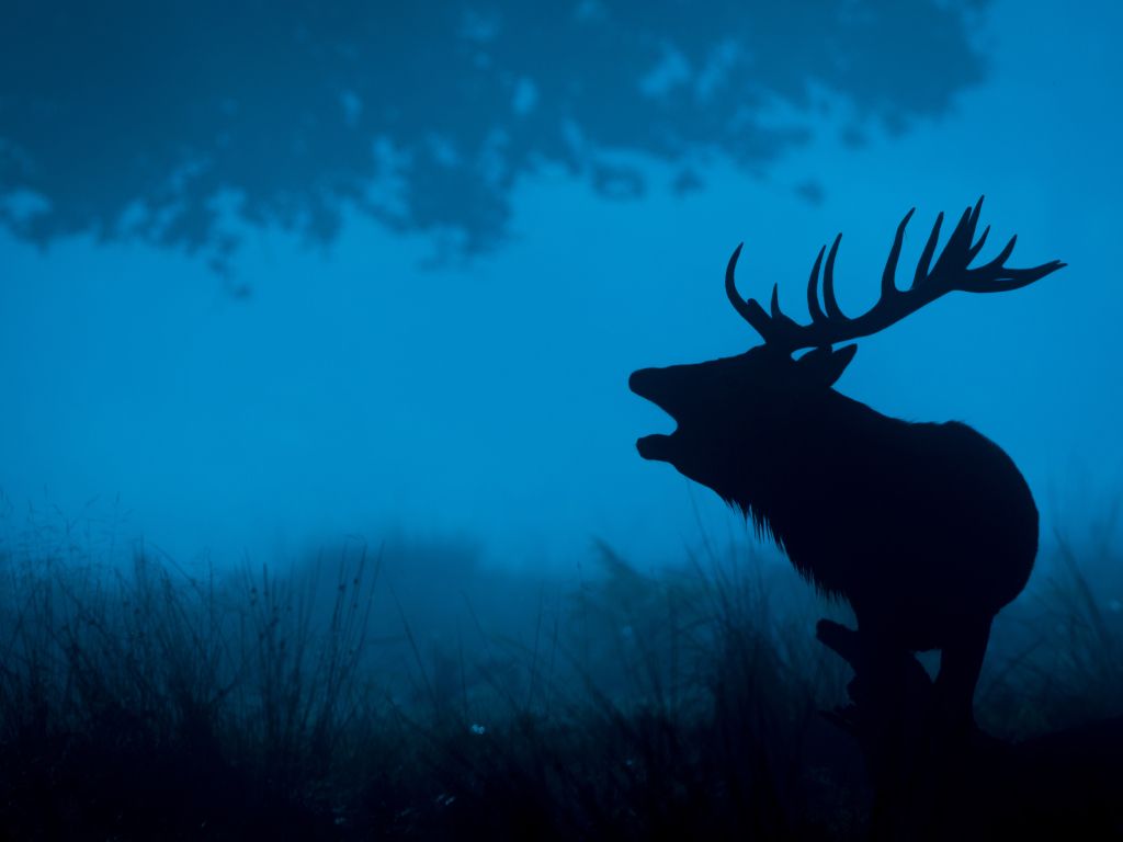 Deer Silhouette 4K wallpaper