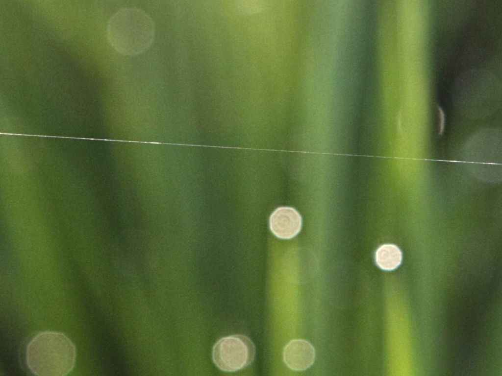 Dew Drop on Rice Stalk With Hidden Spider wallpaper