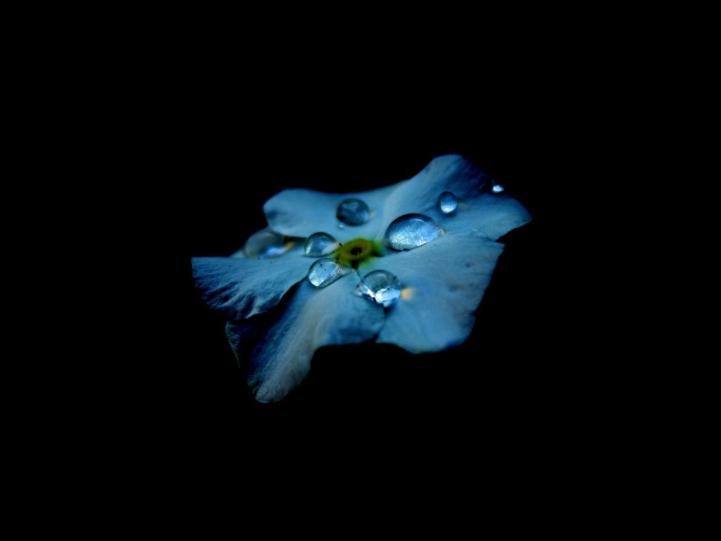 Dewdrops On Blue Flower wallpaper