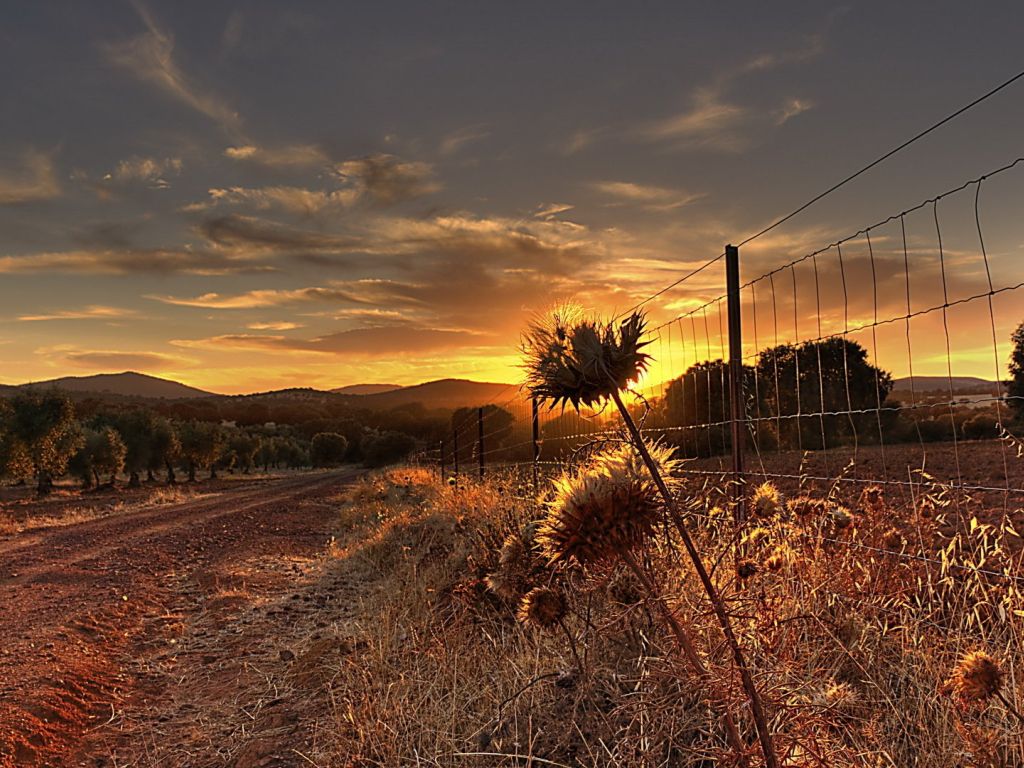 Dirt Road Along Grove at Sunset Weeds Fence wallpaper