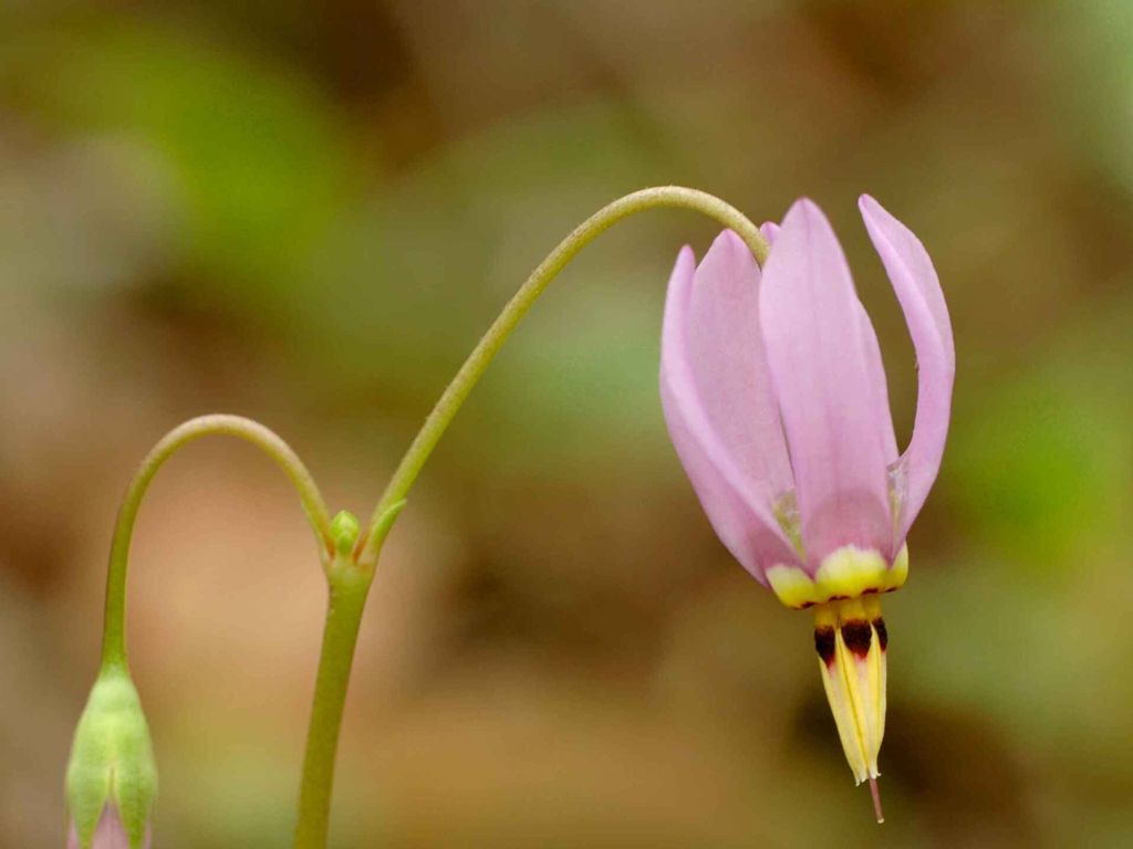 Dodecatheon Meadia wallpaper