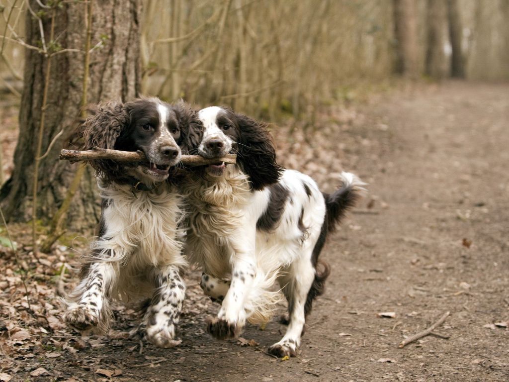 Dog Couple Playing With Stick wallpaper