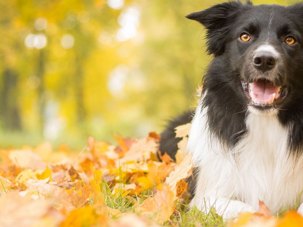Dog Leaves Autumn Background Dual Wide wallpaper