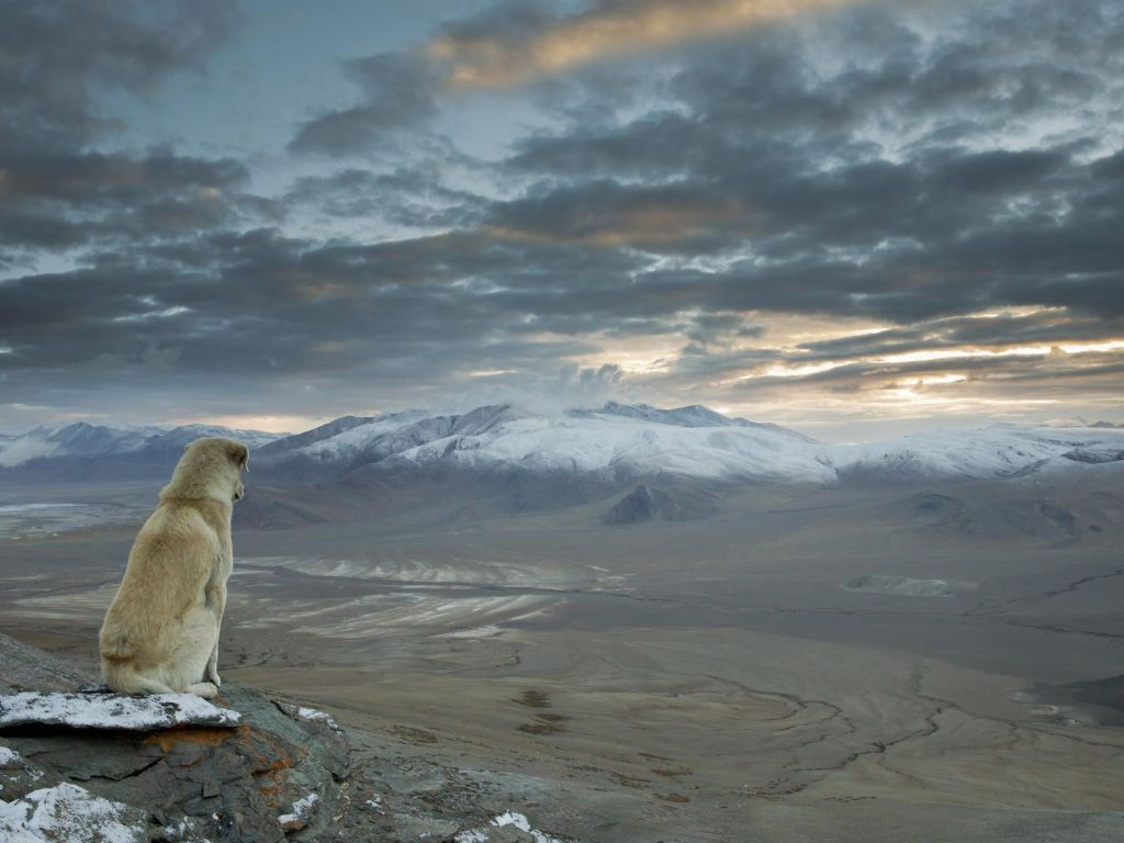 Dog Overlooking The Himalayas wallpaper