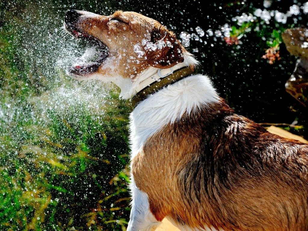 Dog Playing Water wallpaper