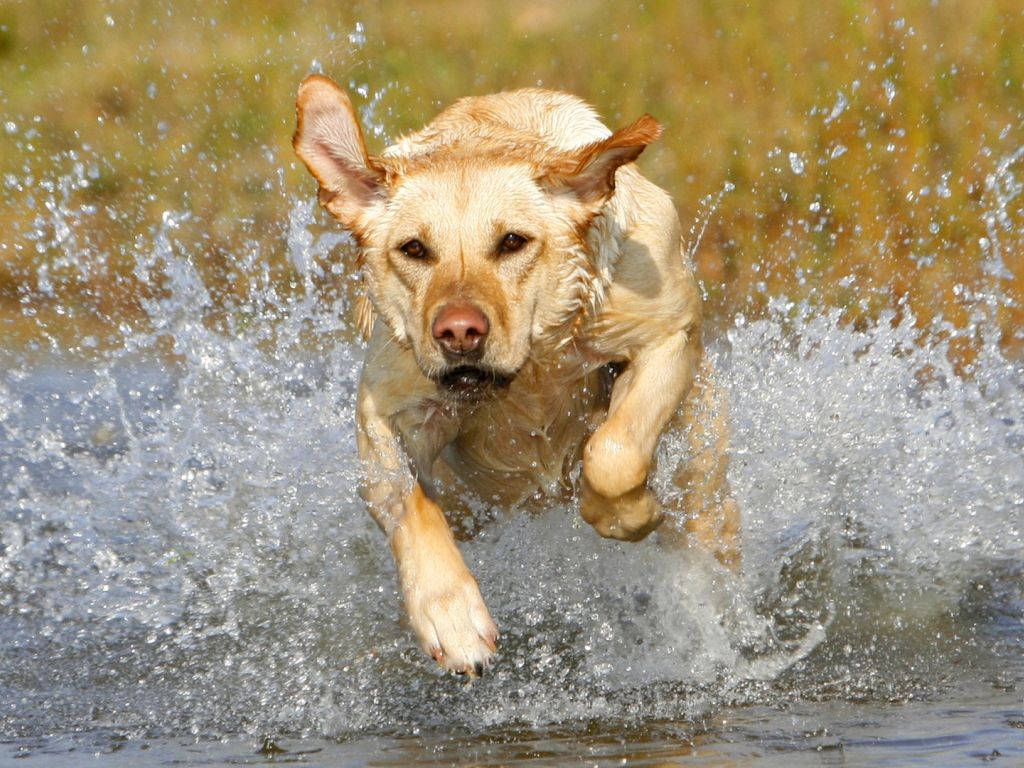 Dog Running on Water wallpaper