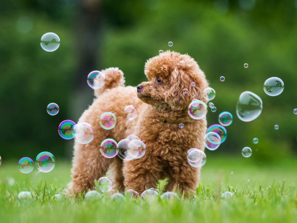 Dog With Bubbles wallpaper