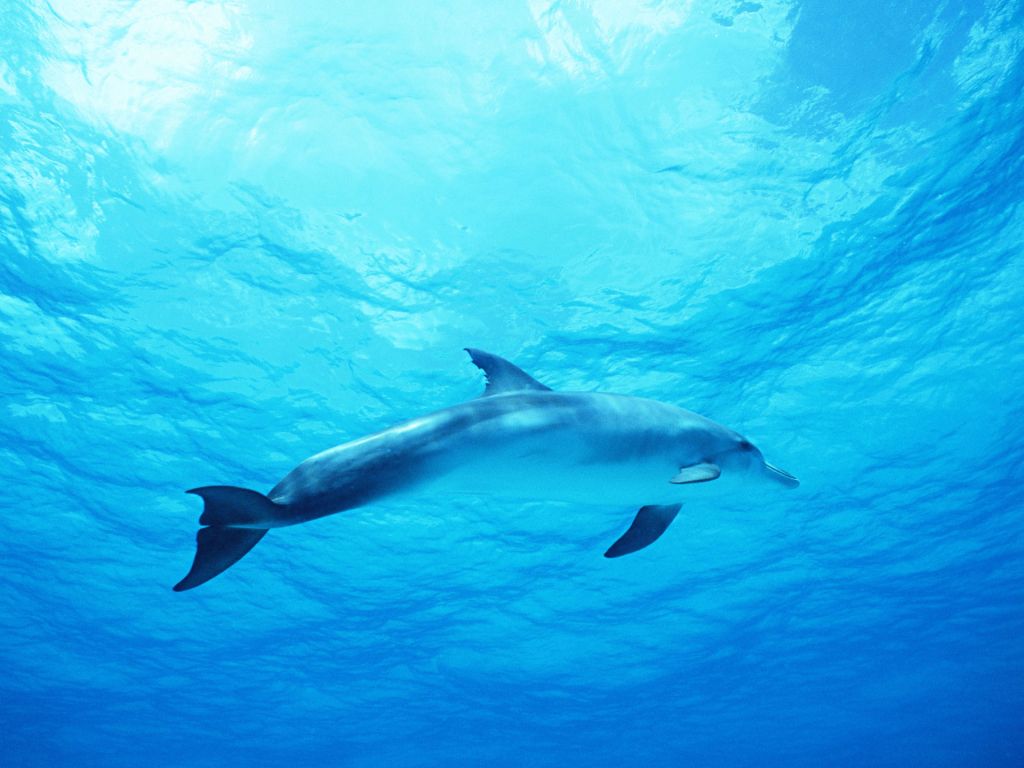 Dolphin in Deep Blue Sea wallpaper