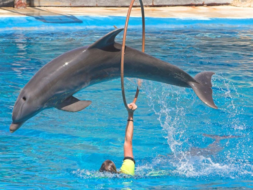 Dolphin Performing Stunts wallpaper